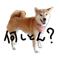 [LINEスタンプ] 柴犬サン(demo)