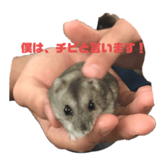 [LINEスタンプ] 我はハムスター。名前はチビ。