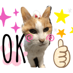 [LINEスタンプ] ねこさぶ