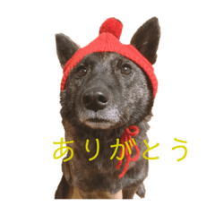 [LINEスタンプ] 甲斐犬オハナ