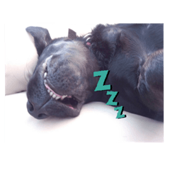 [LINEスタンプ] たけまつ君と仲間たち