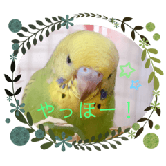 [LINEスタンプ] 我が家のインコ( 'Θ' )あずきとぷりん