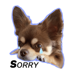 [LINEスタンプ] チョコたんRAON