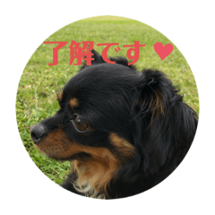 [LINEスタンプ] たれ耳チワワ cocoa①