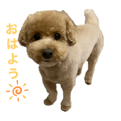 [LINEスタンプ] ぷー太