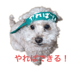 [LINEスタンプ] 福助豆助スタンプ