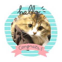 [LINEスタンプ] かわいい  癒し猫