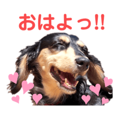 [LINEスタンプ] 私の愛犬スタンプ(ダックス)
