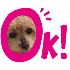 [LINEスタンプ] トイプードルのももち