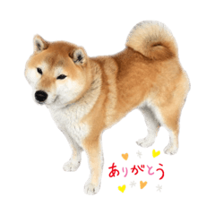 [LINEスタンプ] 柴犬きなっぺ 2