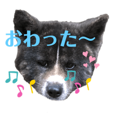 [LINEスタンプ] 虎毛 秋田犬 華凛ちゃん♪2