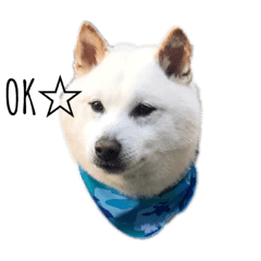 [LINEスタンプ] 白柴☆