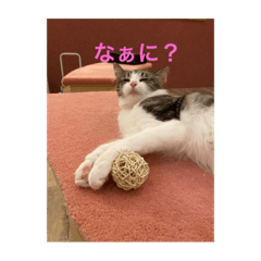 [LINEスタンプ] かわいいあざといねこ
