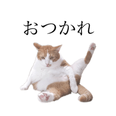 [LINEスタンプ] 荒井さんちのねこたち