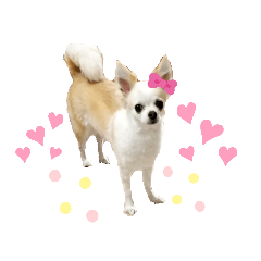 [LINEスタンプ] チワパピローズさんver.4