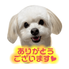 [LINEスタンプ] チワプーのレオのスタンプ