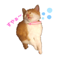 [LINEスタンプ] いちスタンプ(たまにヒロ)