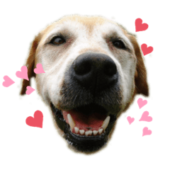 [LINEスタンプ] ラブラドール 花音