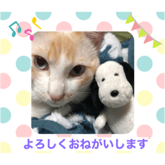 [LINEスタンプ] 白猫しらす