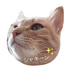 [LINEスタンプ] 初めまして シュリです