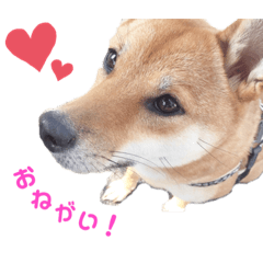 [LINEスタンプ] うちのくうちゃん。〜日常編〜