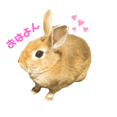 [LINEスタンプ] ウサギの♡もも日(第一弾)
