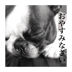[LINEスタンプ] ボストンテリアのパク