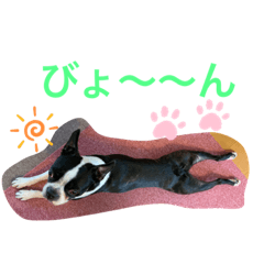 [LINEスタンプ] ウチのボストンテリア