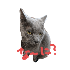 [LINEスタンプ] ロシニャンマメ太さん(3)
