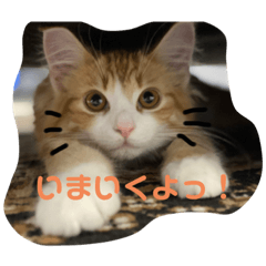 [LINEスタンプ] うちのねこたち②