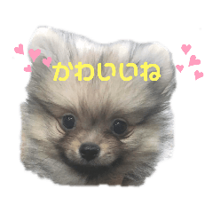 [LINEスタンプ] ポメラニアンのぽんた君