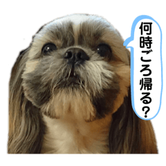 [LINEスタンプ] でかシーズーが親目線でお伝えします。