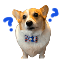 [LINEスタンプ] コーギーな日々