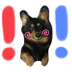 [LINEスタンプ] ワンコの日常☀︎☻︎