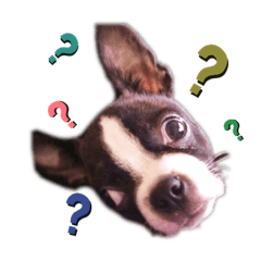 [LINEスタンプ] ボストンテリア キムとカポネ