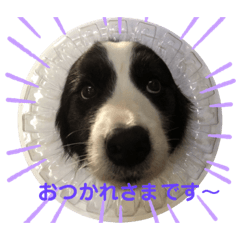[LINEスタンプ] ボーダーコリー DORAMU★