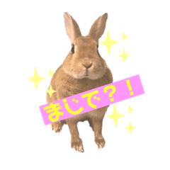 [LINEスタンプ] ウサギの♡ももちゃんの関西弁❗️(第一弾)