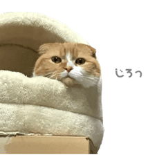 [LINEスタンプ] ねこのこはく。