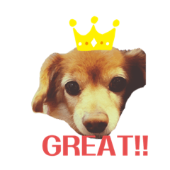 [LINEスタンプ] 英語を話す犬のスタンプ