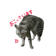 [LINEスタンプ] うちの子スタンプ Vol.1