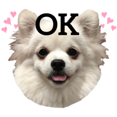 [LINEスタンプ] ポメペキのモニ