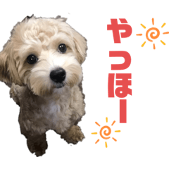 [LINEスタンプ] ディオすたんぷ