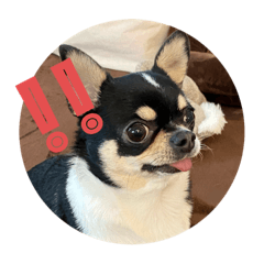 [LINEスタンプ] 石塚家のやんちゃ犬 マロのスタンプ