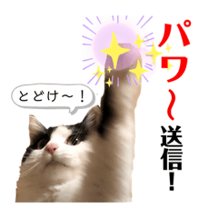[LINEスタンプ] 猫のもふさんスタンプその3