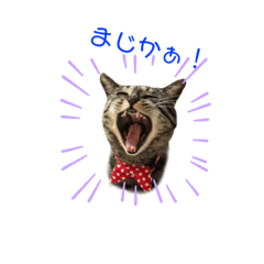 [LINEスタンプ] かぎしっぽ with ココちゃん