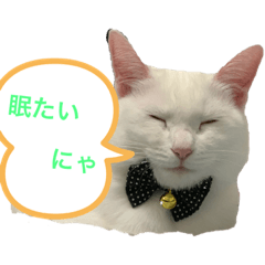 [LINEスタンプ] ネコスタンプ1431
