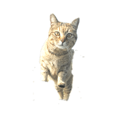 [LINEスタンプ] にゃーーーーーーー