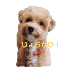 [LINEスタンプ] Coro＆Mii