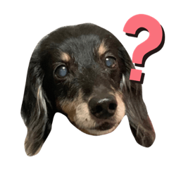 [LINEスタンプ] どうも、ジャックです。