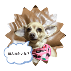 [LINEスタンプ] さーちゃん 01